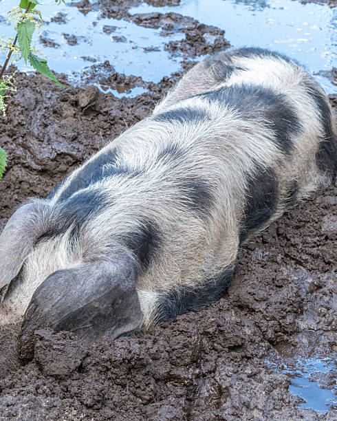 istock spotted land pig wallows in the mud 2250923323