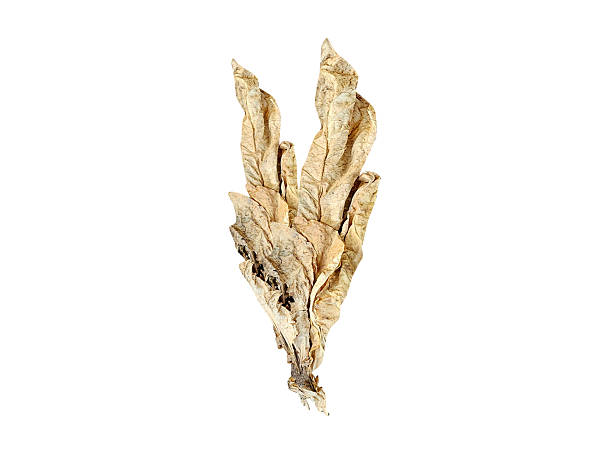 Nicotiana tabacum or tobacco dried leaf isolated on a white background