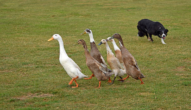 istock Border Collie Dog herding Indian Runner Ducks. 2250925966