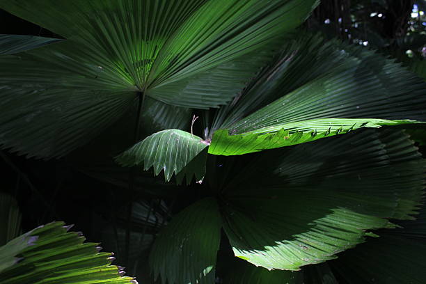 Ruffled Fan Palm (Licuala Grandis ), Matale, Sri Lanka