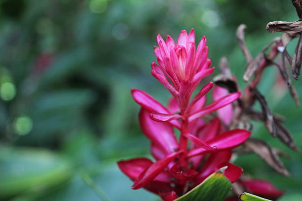 Close-up of a pink flower