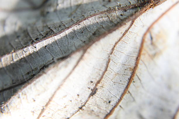 Close-up of white dry leaf
