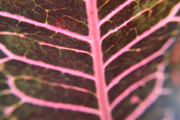 Close-up of a pink and black leaf