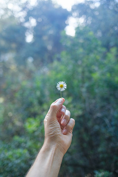 istock Hand holding small daisy flower in nature 2250932965