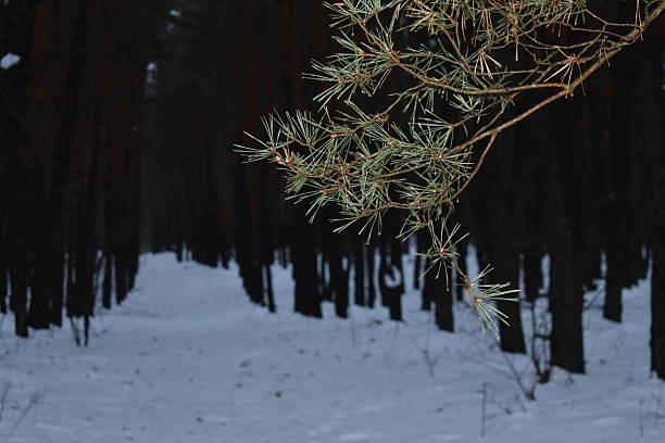 Melting snow on the branches of a pine tree in the forest
