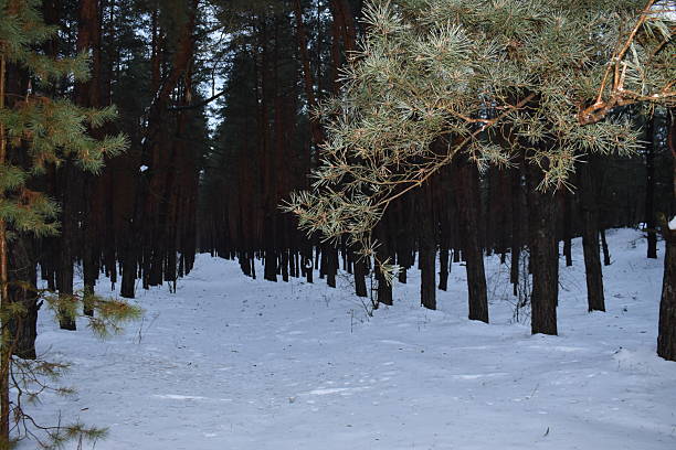 Melting snow on the branches of a pine tree in the forest
