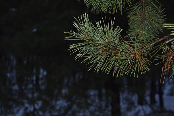 Melting snow on the branches of a pine tree in the forest