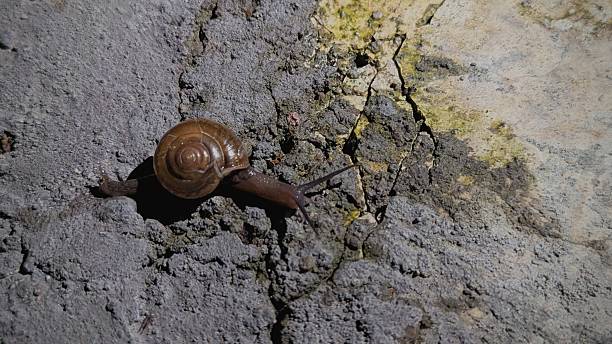 istock A small snail crawls slowly across a cracked concrete surface, its glossy brown shell catching the light while rough textures and tiny moss details create a quiet, earthy scene. 2250933943