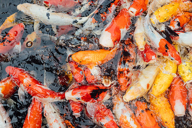 istock Colorful koi fish swimming in clear water creating vibrant patterns 2250933979