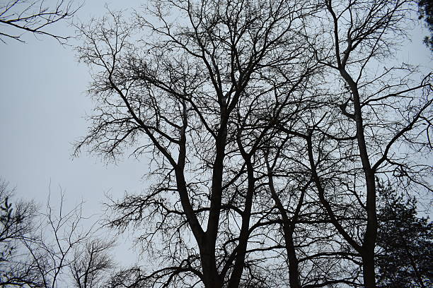 tree branches silhouette on blue sky background in winter in the evening