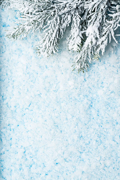 Winter holiday background. Christmas Background with Snow and Frosted Pine Branches,  Copy Space