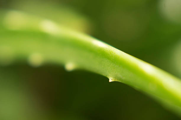 Green aloe growing in the park