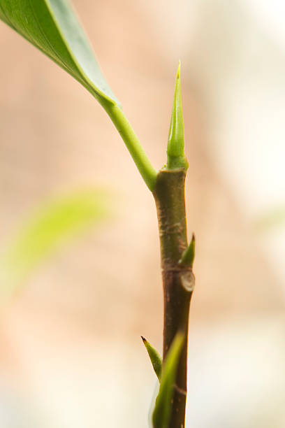 istock Close Up of Fresh Leaf Buds 2250947853