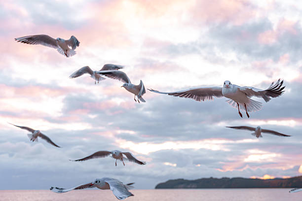 istock Seagulls over pink dawn coast. Flight above shoreline. 2250949179