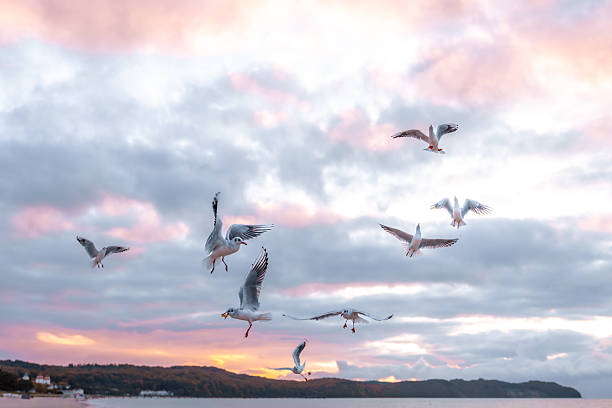 A single seagull hovers in air against delicate pink clouds. A timeless capture of freedom, grace, and natural elegance.