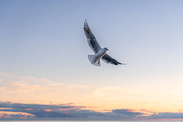 istock Seagull flying in pink dawn sky over sea. Gentle trajectory. 2250949182