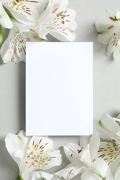 istock Beautiful white alstroemeria with a white card for text on a gray background 2250949663