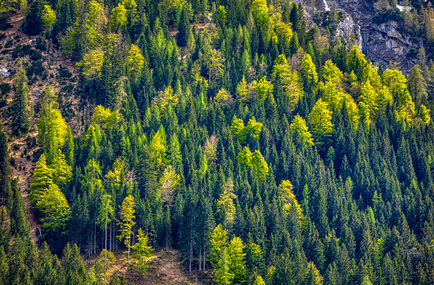 A vibrant mountainside forest scene featuring dense evergreens and bright yellow-green deciduous trees. Sunlight highlights the canopy, revealing a rugged terrain with rocky accents and a tranquil, natural atmosphere.