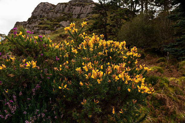 Close-up of yellow-flowered ulex bush on mountain terrain.