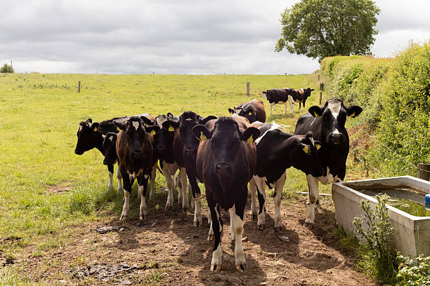 istock Close-up of tagged dairy cows in pasture 2250950363