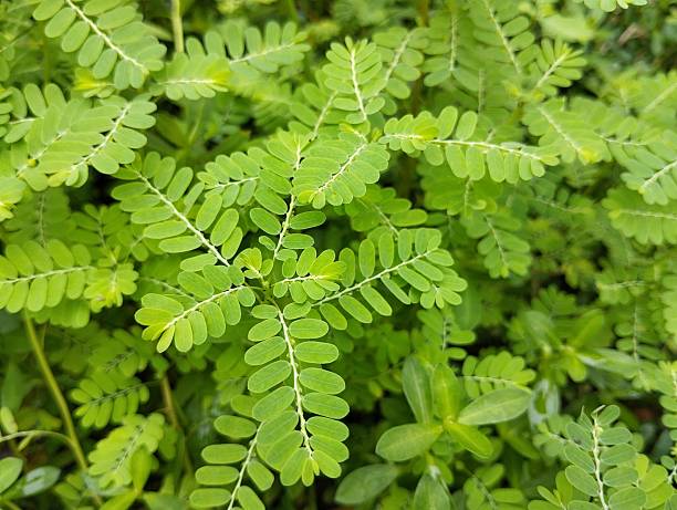 istock Chamber bitter plant (Phyllanthus urinaria) in garden 2250950879