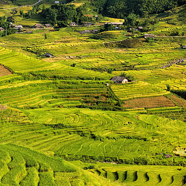 Rice fields near Sapa town in North Vietnam. Sapa is an old French hill station, nestled among the Hoang Lien Son Mountains near the Chinese border. Sapa is major tourist destination in Vietnam.