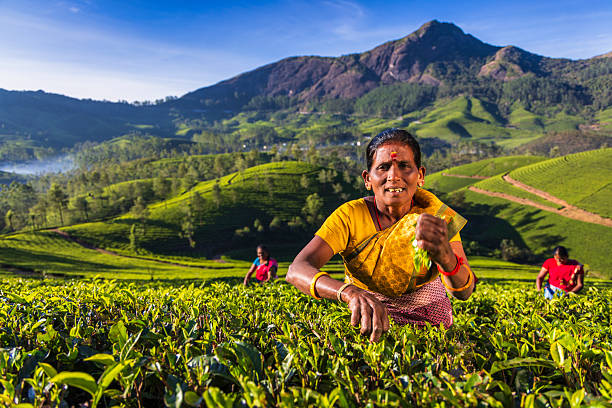 istock Tea Harvesters in Munnar, India 2250953859