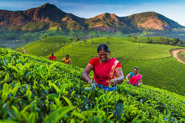 istock Smiling Tea Pickers Amid Lush Hills — Munnar, India 2250954109