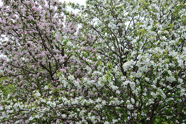apple orchard with Pink and White Blossoms in Spring close up