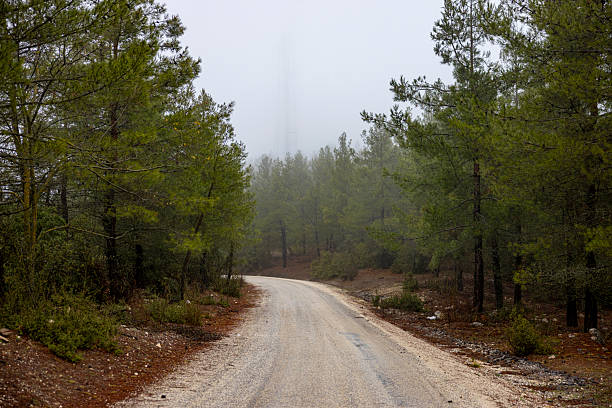 A road passing through a foggy forest