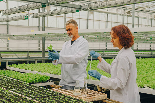 istock Specialists support healthy food production by studying developing seedlings in high-tech greenhouse, adjusting growth parameters and improving agricultural efficiency for stable cultivation. 2250956665