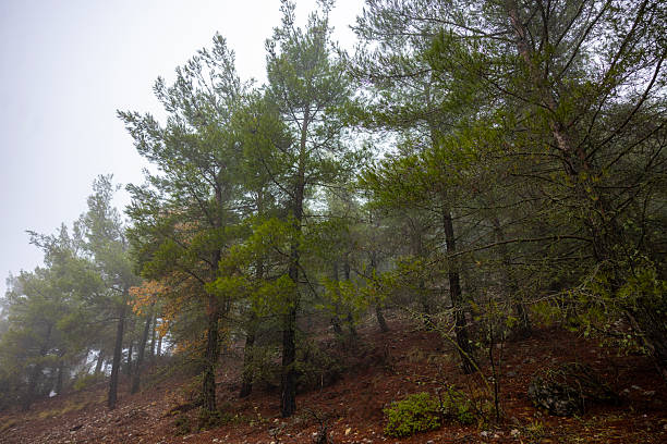 A forest in foggy weather