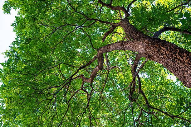 Tropical green leaf big tree branch up to sky ant view sun light nature background