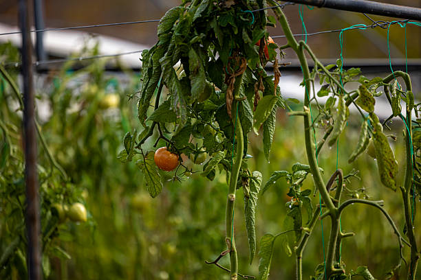 Ripe Tomatoes Growing Inside a Greenhouse
