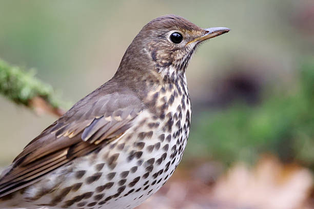 Thrush (Turdus philomelos)