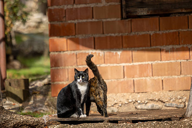 Beautiful Stray Cat posing in front of Old House in Buyukada Island , Istanbul