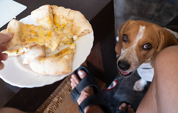 istock Hungry beagle dog watching person eating pizza 2250959326