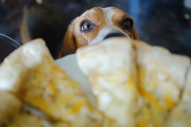 istock Hungry beagle intently watching pizza with melted cheese 2250959385