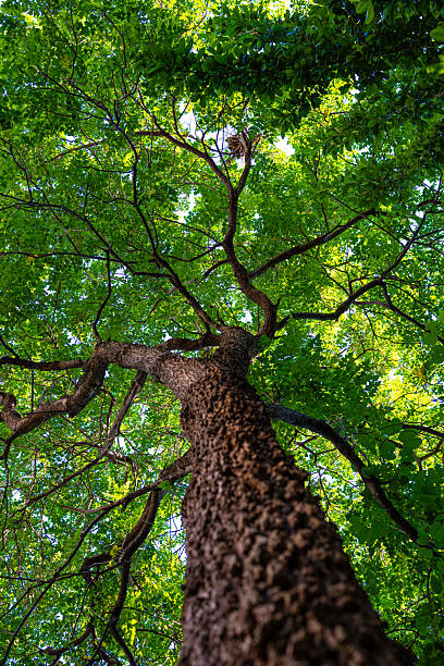 istock Tropical green leaf big tree branch up to sky ant view 2250959409