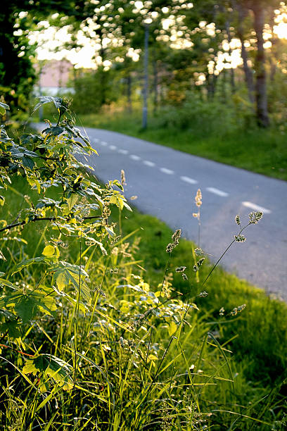 spring landscape and the road (tilt shif)