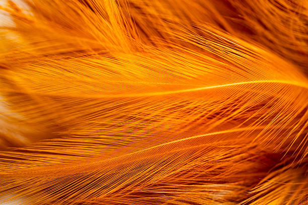 istock Macro brown feather texture,orange feather pigeon macro photo. texture or background,macro photo of brown hen feathers. background or textura 2250961116