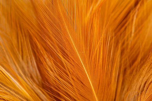 istock Macro brown feather texture,orange feather pigeon macro photo. texture or background,macro photo of brown hen feathers. background or textura 2250961118