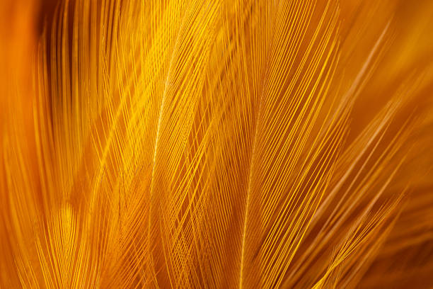 istock Macro brown feather texture,orange feather pigeon macro photo. texture or background,macro photo of brown hen feathers. background or textura 2250961120
