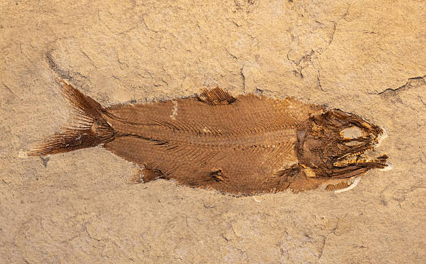 istock fossil of prehistoric fish in the stone 2250964121