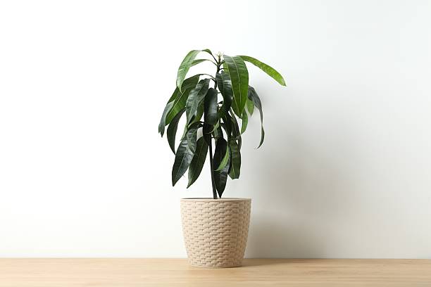 istock Sprouted mango seeds at home. Mango sprout in a pot. Close-up. 2250964767