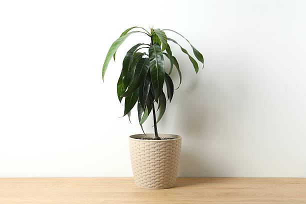istock Sprouted mango seeds at home. Mango sprout in a pot. Close-up. 2250964788