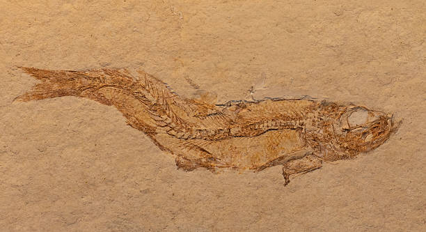 istock fossil of prehistoric fish in the stone 2250965131