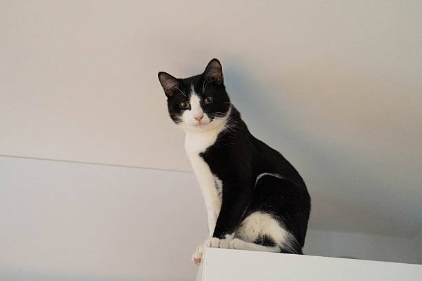 istock Black and white cat perched on a high shelf, gazing down with curiosity, showcasing its playful demeanor and the cozy indoor environment with soft lighting 2250965573