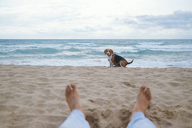 Feet propped on warm sand as a beagle sits by churning ocean waves, peaceful first-person coastal scene of relaxation, companionable pet enjoying the shore and sky