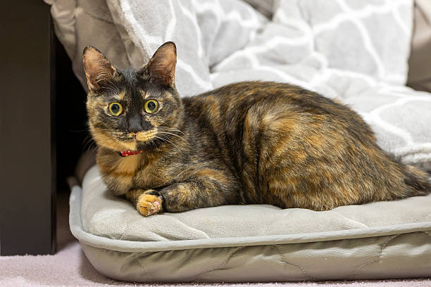istock Neri, the tortoiseshell cat. 2250966235